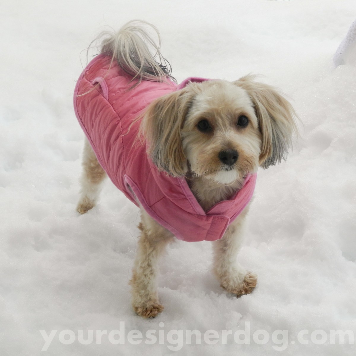 dogs, designer dogs, yorkipoo, grooming, haircut