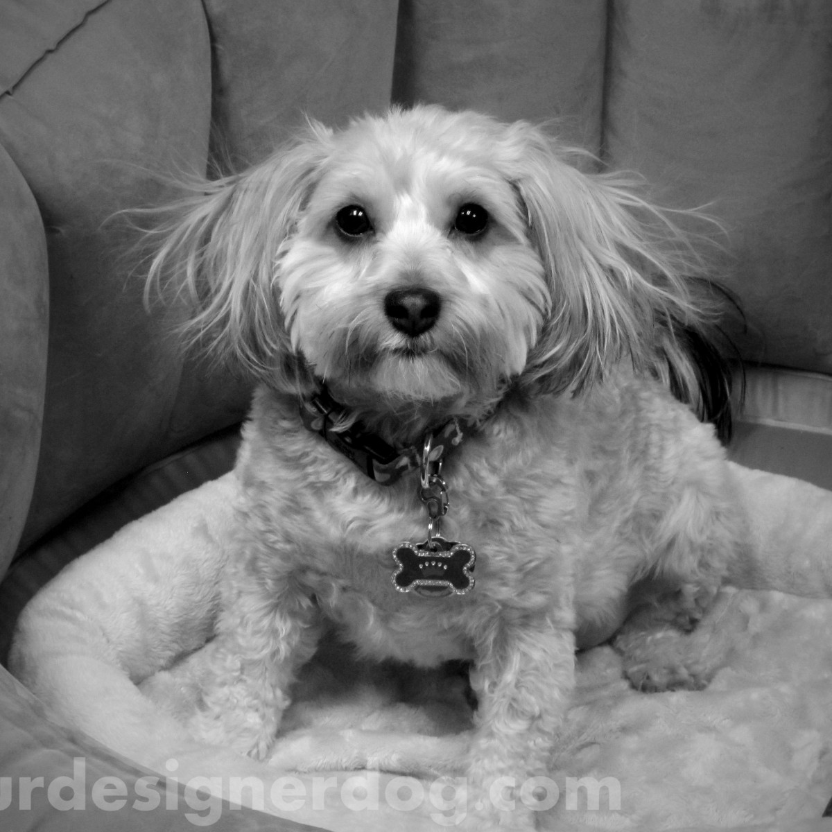 dogs, designer dogs, yorkipoo, pets, photography, black and white