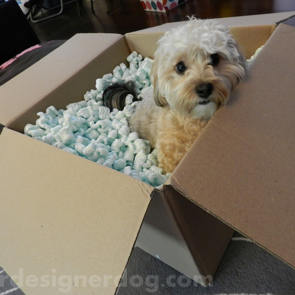 dogs, designer dogs, yorkipoo, moving, box, domain