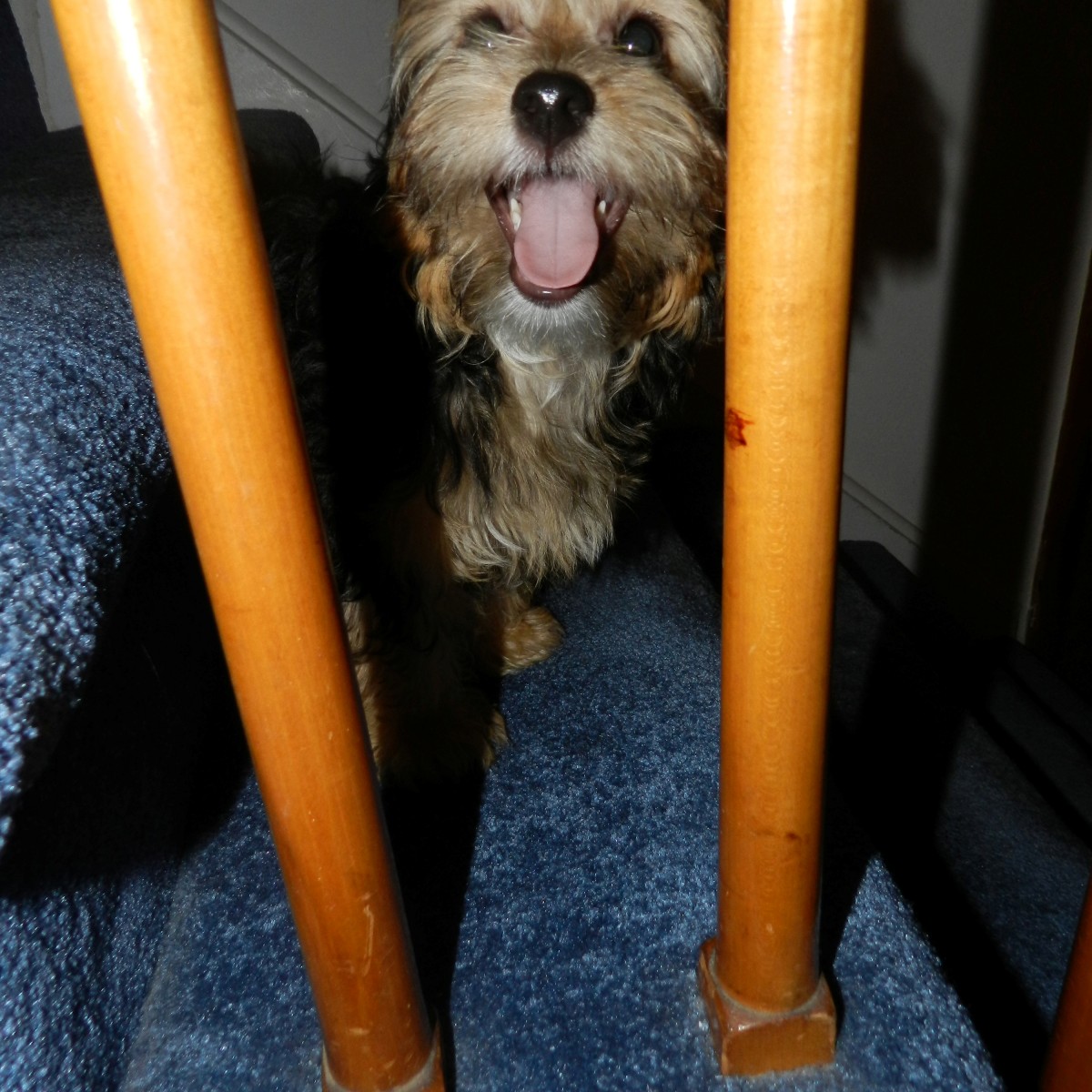 dogs, designer dogs, stairs, yorkipoo, pets, flashback, puppy, baby picture, proud