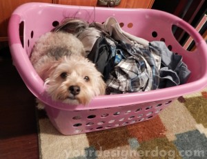 dogs, designer dogs, yorkipoo, yorkie poo, laundry