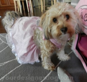 dogs, designer dogs, yorkipoo, yorkie poo, dog dress