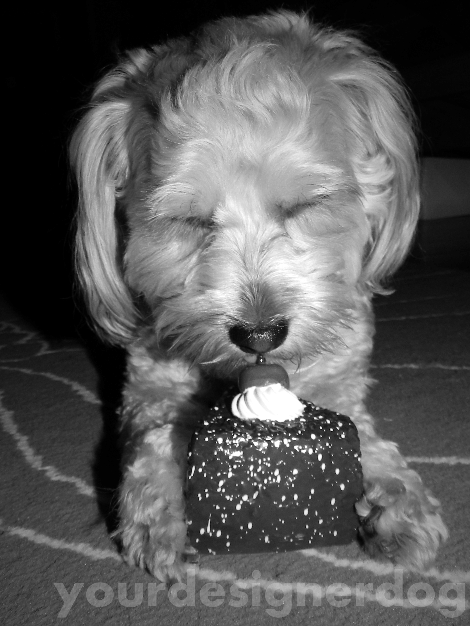 dogs, designer dogs, yorkipoo, yorkie poo, black and white photography, chocolate cake