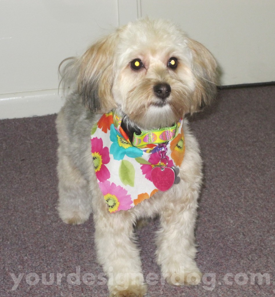 dogs, designer dogs, yorkipoo, yorkie poo, groomed, bandana