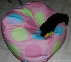 dogs, designer dogs, yorkipoo, yorkie poo, bean bag chair, puppy