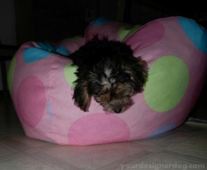 dogs, designer dogs, yorkipoo, yorkie poo, puppy, bean bag chair