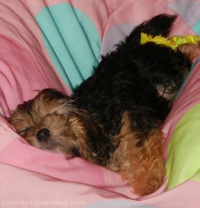 dogs, designer dogs, yorkipoo, yorkie poo, puppy, bean bag chair