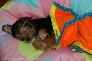 dogs, designer dogs, yorkipoo, yorkie poo, puppy, bean bag chair