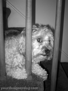 dogs, designer dogs, yorkipoo, yorkie poo, black and white photography, bars