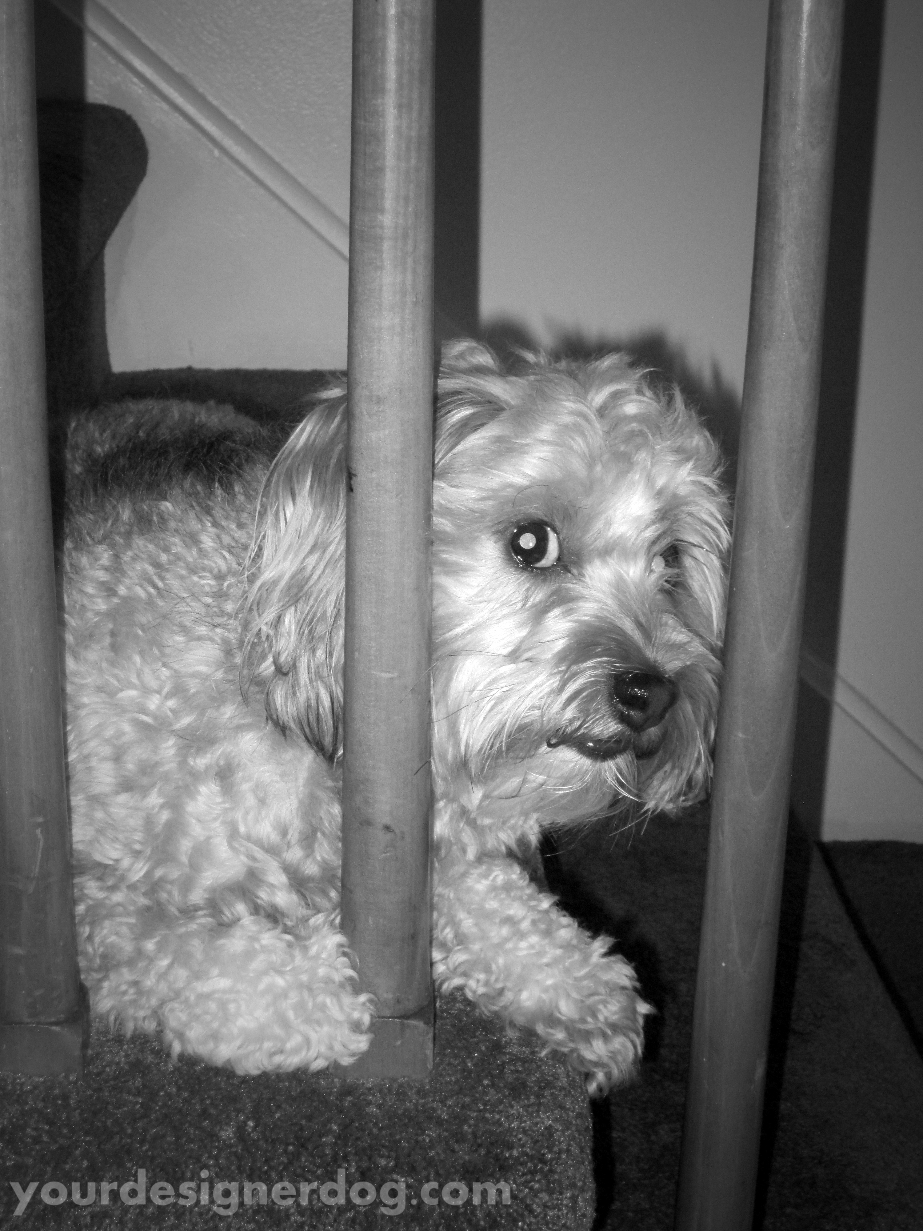 dogs, designer dogs, yorkipoo, yorkie poo, black and white photography, bars