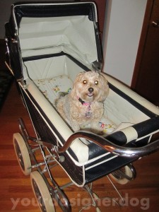 dogs, designer dogs, yorkipoo, yorkie poo, baby carriage, pram, furbaby, stroller