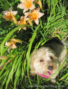 dogs, designer dogs, yorkipoo, yorkie poo, dogs with flowers, jungle