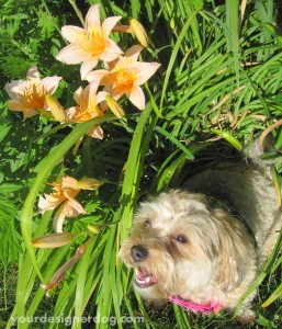 dogs, designer dogs, yorkipoo, yorkie poo, dogs with flowers, jungle