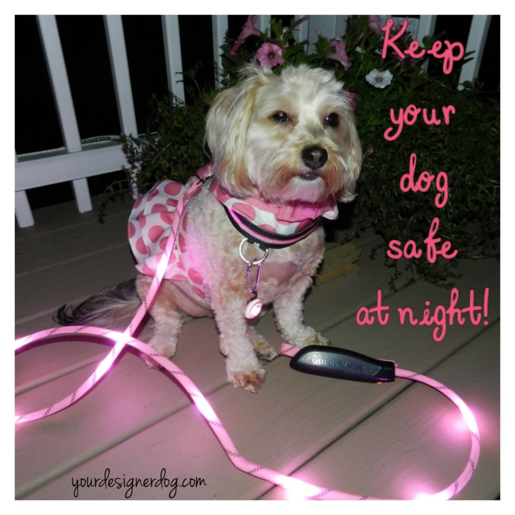 night-walk-safety-yourdesignerdog