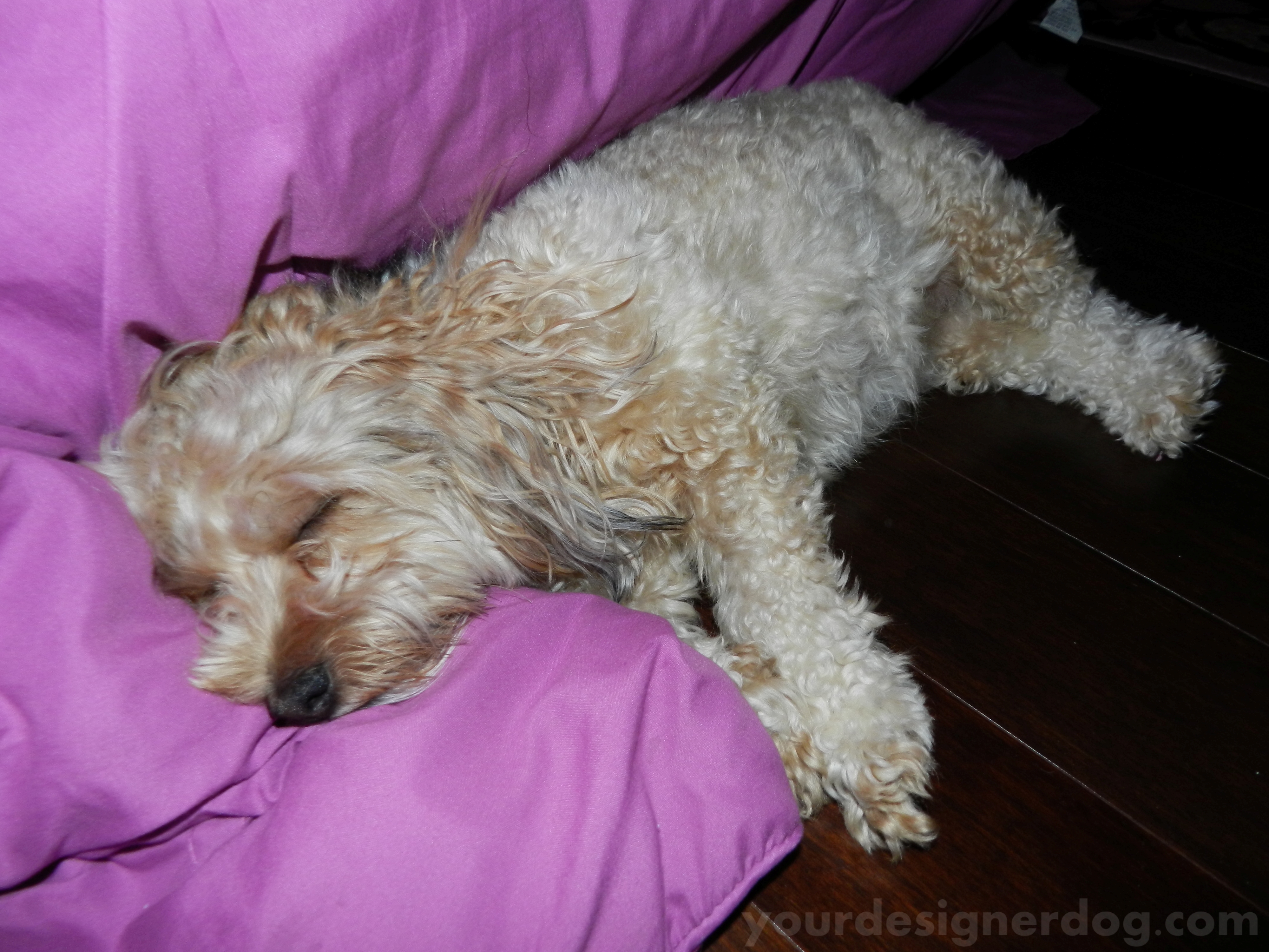 dogs, designer dogs, yorkipoo, yorkie poo, unmade bed, sleepy puppy, comforter, pillow