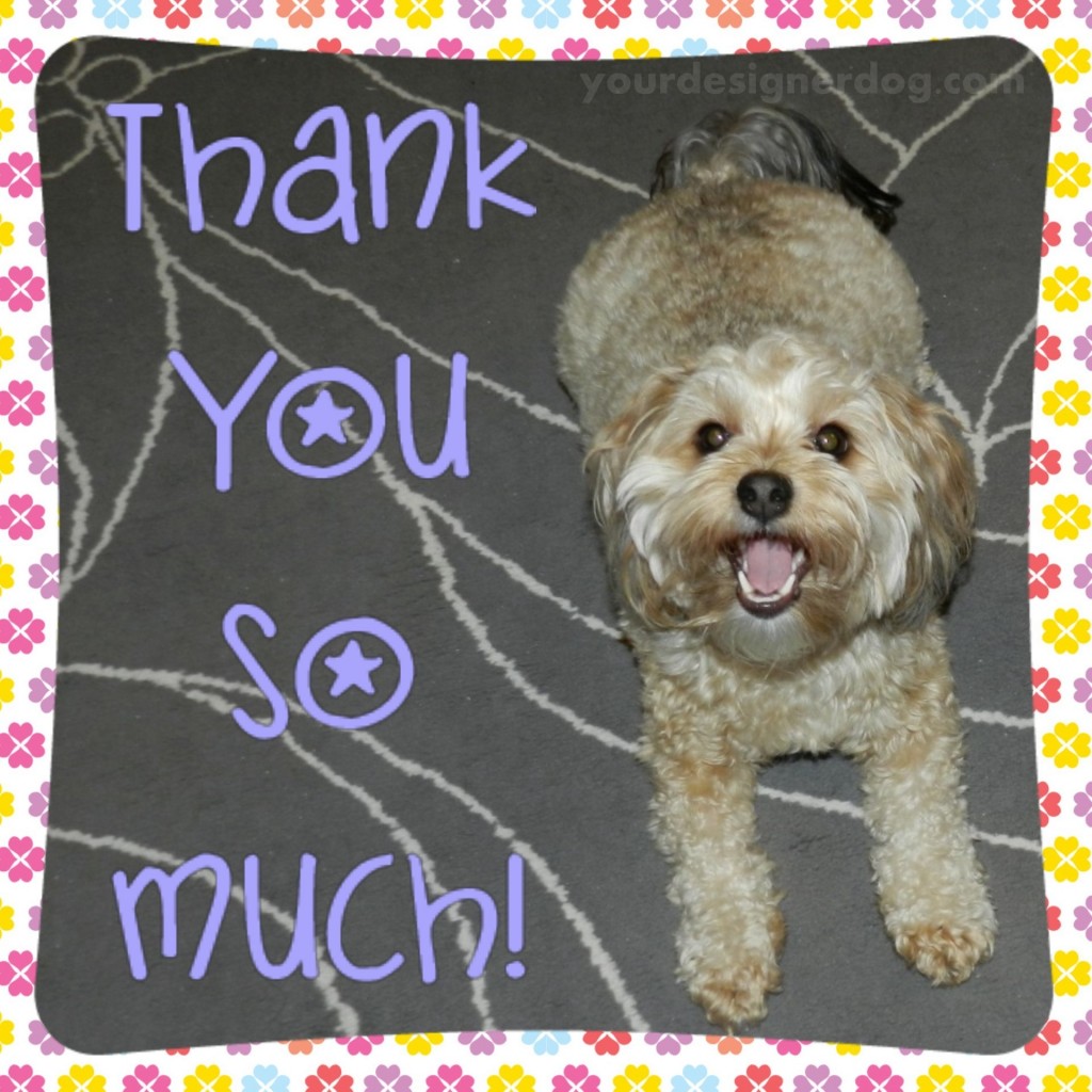 dogs, designer dogs, yorkipoo, yorkie poo, thank you