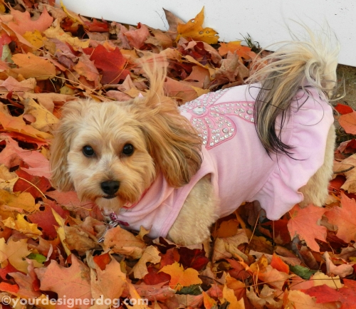 dogs, designer dogs, yorkipoo, yorkie poo, leaves, fall