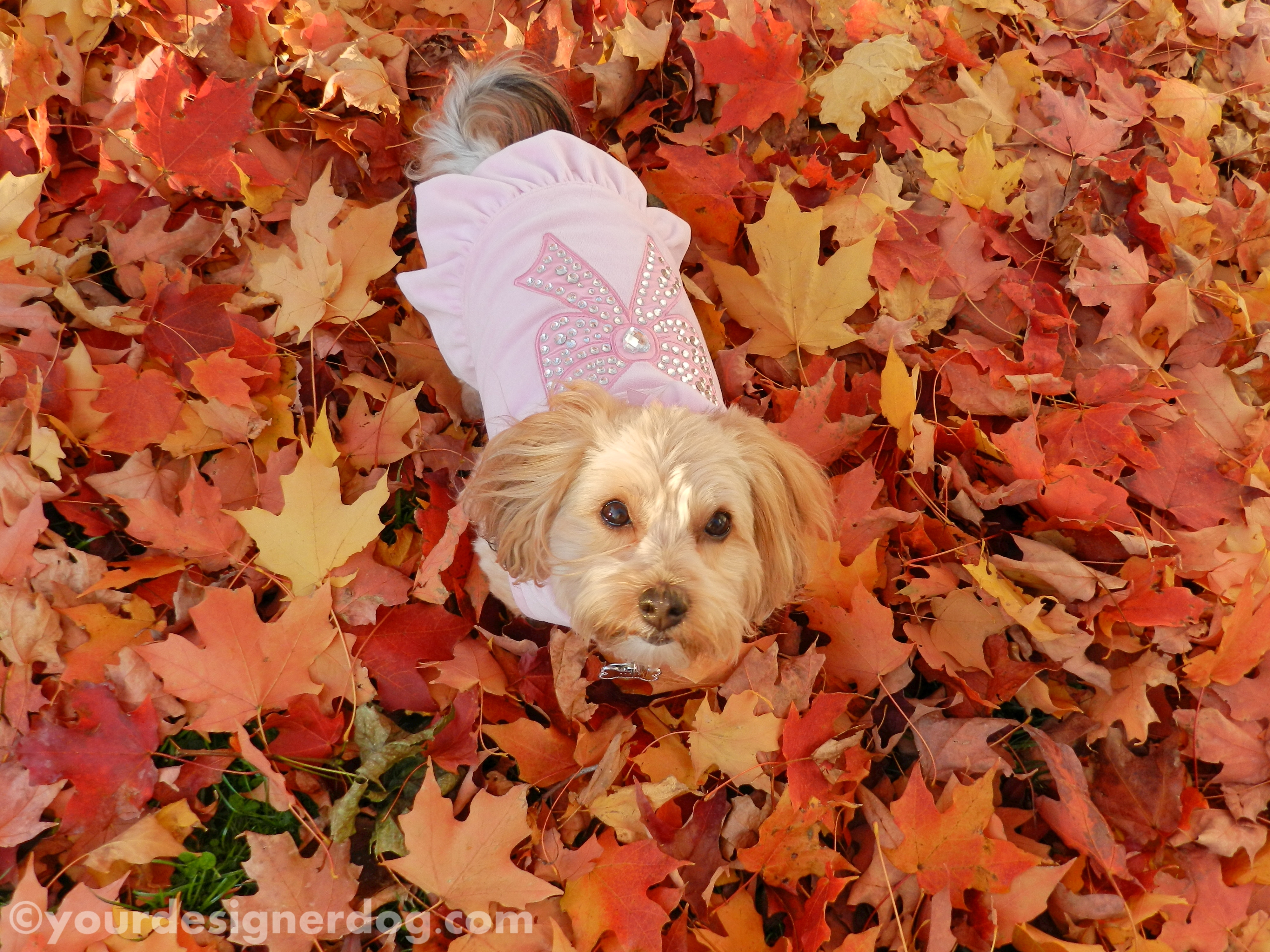 dogs, designer dogs, yorkipoo, yorkie poo, fall, leaves