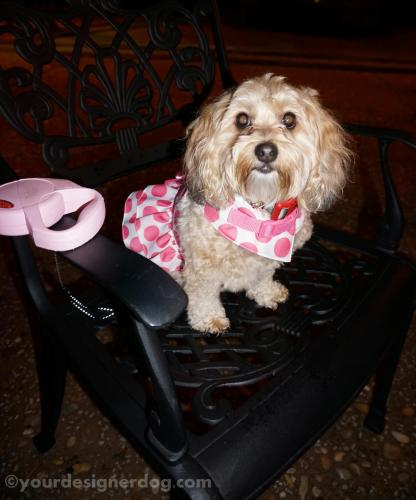 dogs, designer dogs, yorkipoo, yorkie poo, restaurant, dining, outdoors