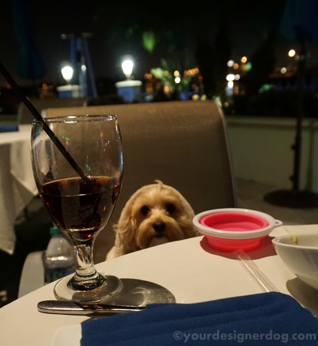 dogs, designer dogs, yorkipoo, yorkie poo, restaurant, dinng, outdoors