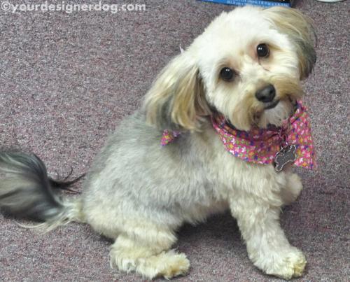 dogs, designer dogs, yorkipoo, yorkie poo, bandana, groomed