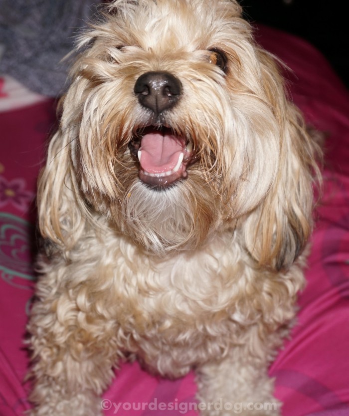 Mom, I Think I Need A Haircut – Yourdesignerdog