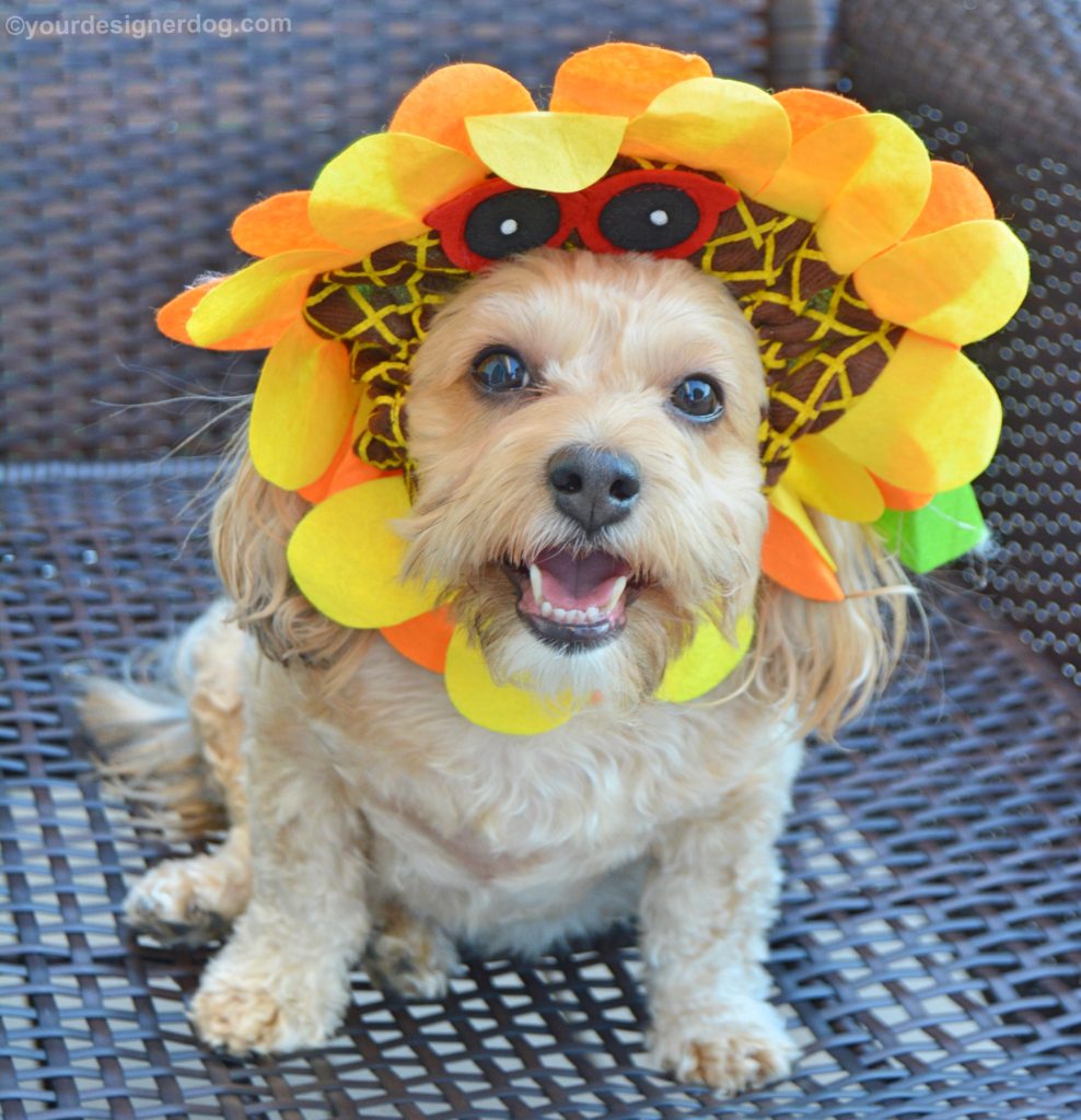 Dog Sunflower Straw Hat for Medium Dogs