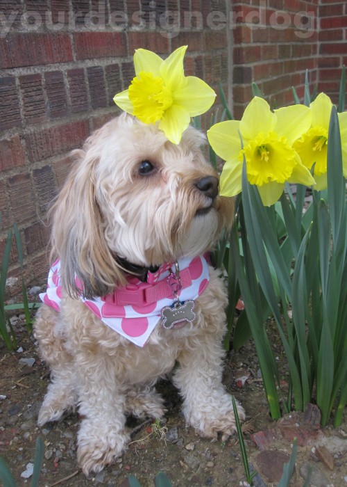 Daffodils YourDesignerDog