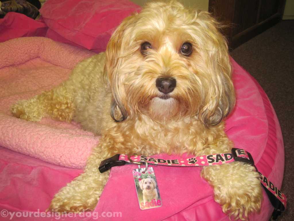 petsmart dog tags in store
