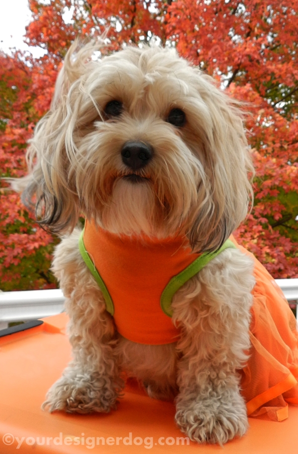 Orange Is the New Pink – YourDesignerDog