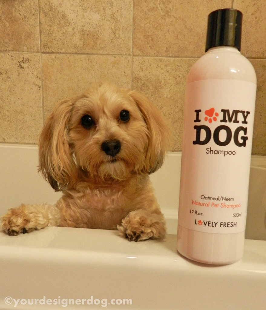 I Love My Dog Shampoo! – YourDesignerDog