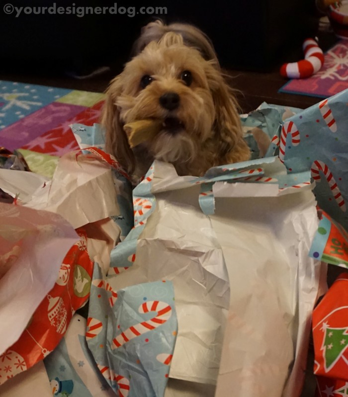 A New Use For Old Wrapping Paper – YourDesignerDog