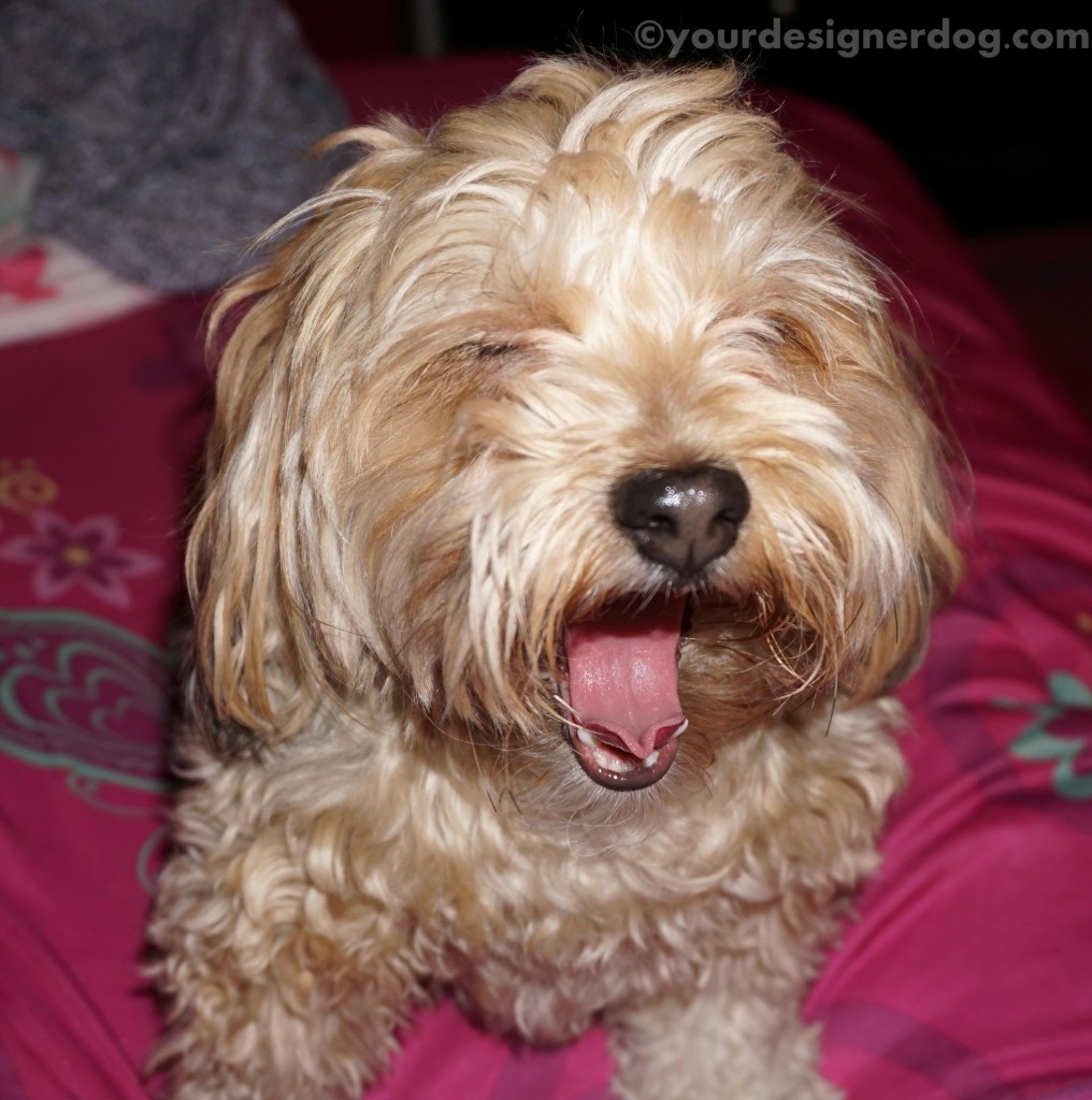 Mom, I Think I Need A Haircut – YourDesignerDog