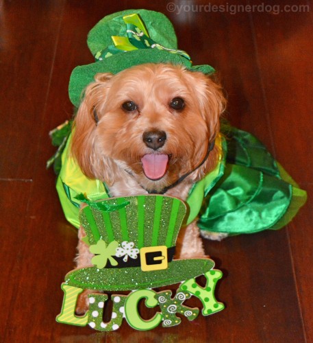 Luck of the Irish – YourDesignerDog