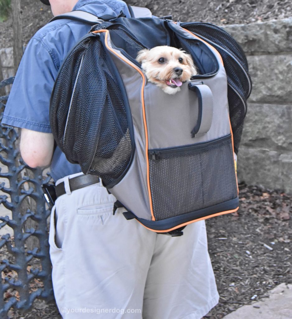 The Versatile Lambo Pet Carrier from Pet Magasin - YourDesignerDog